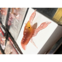 LIVE TARGET 2.8" CRAWFISH UNRIGGED BROWN YELLOW