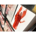 LIVE TARGET 2.8" CRAWFISH UNRIGGED RED RED