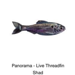 6TH SENSE LURE PANORAMA - PRO BLUE