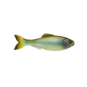 6TH SENSE LURE PANORAMA - GHOST MINNOW 6UNID