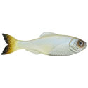 6TH SENSE LURE PANORAMA - PRO BLUE