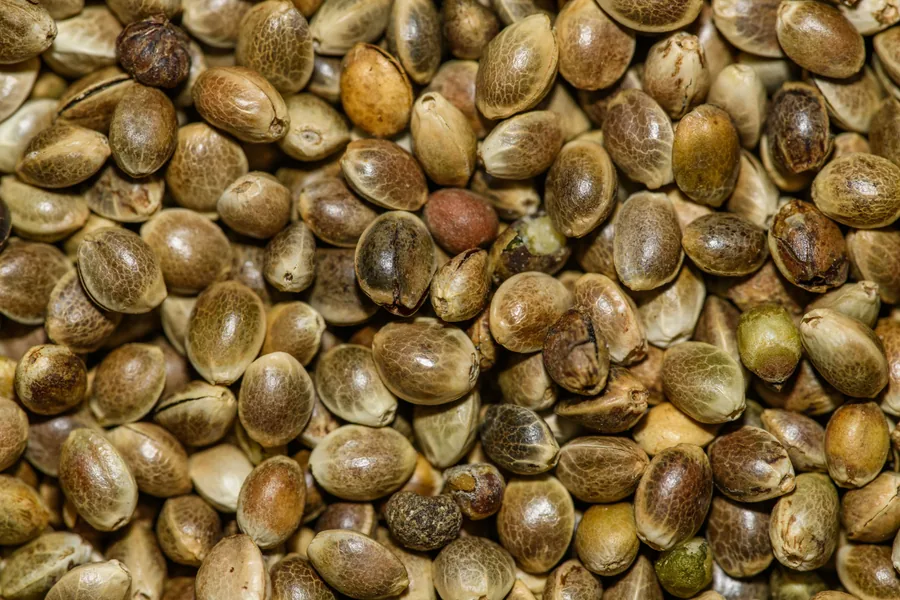 Cuenco con semillas cocidas de cañamón y trigo preparadas para cebar carpfishing