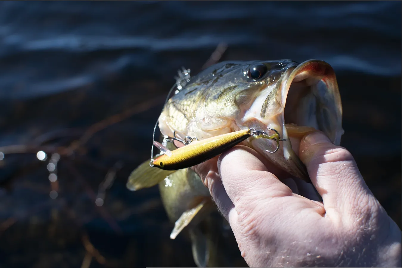 Crankbait de perfil ancho con pala frontal sumergido bajo el agua mostrando su buceo en profundidad